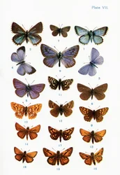 Verschiedene Arten von Schmetterlingen, Illustration aus dem Buch Schmetterlinge, Motten und andere Insekten und Kreaturen des Landlebens, veröffentlicht 1927